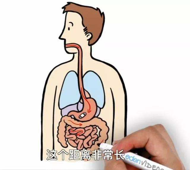 消化管起自口腔,延续为咽,食管,胃,小肠(十二指肠,空肠,回肠),结肠